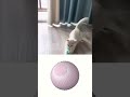 Video Image