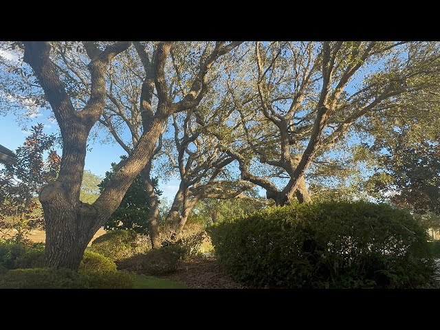 ASMR Sounds and visuals in nature