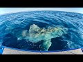 The biggest shark i have ever seen  great white circles my boat