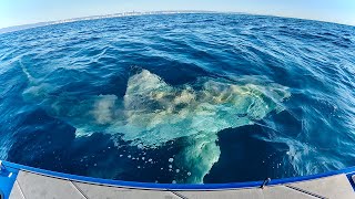 The BIGGEST SHARK I Have Ever Seen - Great White Circles My Boat