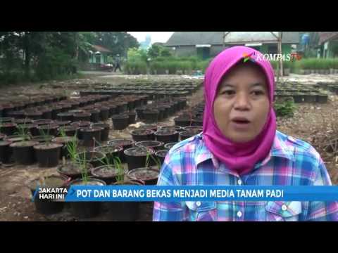 Video: Mengapa ia dipanggil sawah padi?