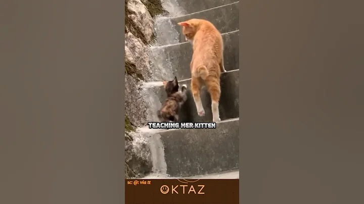 a cat teaches her kitten a priceless lesson 🥰 #shorts  #shortvideo #viral #trending #cat #animals