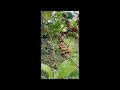 Our Kapeng Barako Farm In Batangas