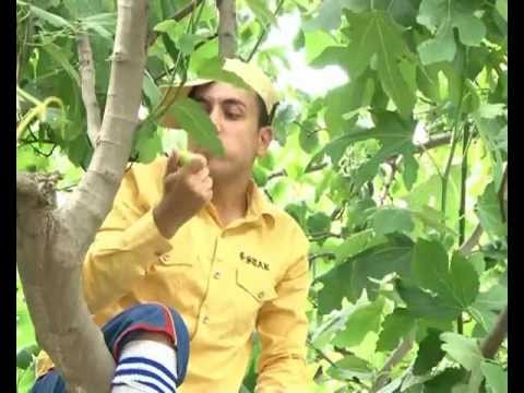 Zarafatsız İslam Elşad 2011 3 Cü Veriliş 2 Cisi