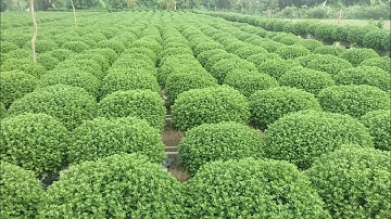 Cúc mâm xôi tàn trên 1 m (21-10al) #flowers #hoatet #garden