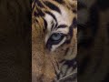 Lion Dangerous Eyes Dangerous Tigers Tigers Dangerous Lionattitude Lion Eyes Dangerousfacts 