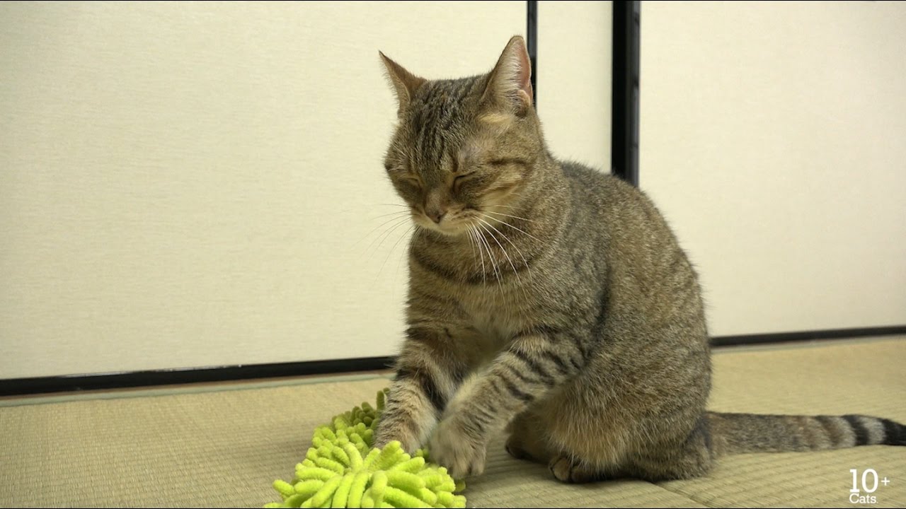 cute cat beds 仲良し姉妹猫とめいのモップマッサージ