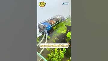 Lọc Tràn Trên Bể Cá Yee: Bí Quyết Giữ Nước Luôn Trong Và Sạch #locbeca #cacanh #aquarium