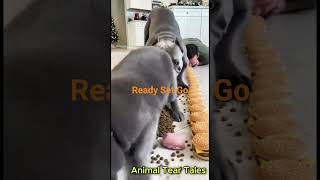 I Played a Magic Trick on My Dog… His Reaction #USA#Cute #Shorts #YoutubeUSA #Short #youtubeshort