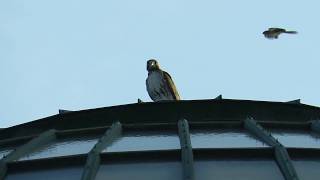 Famous Mockingbird Beats up Hawk Net Worth