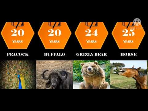Life span comparison