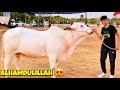 ALHAMDULILLAH 5 LAKH KA JANWAER PASAND AGYA 😍 BAQRA EID 2026