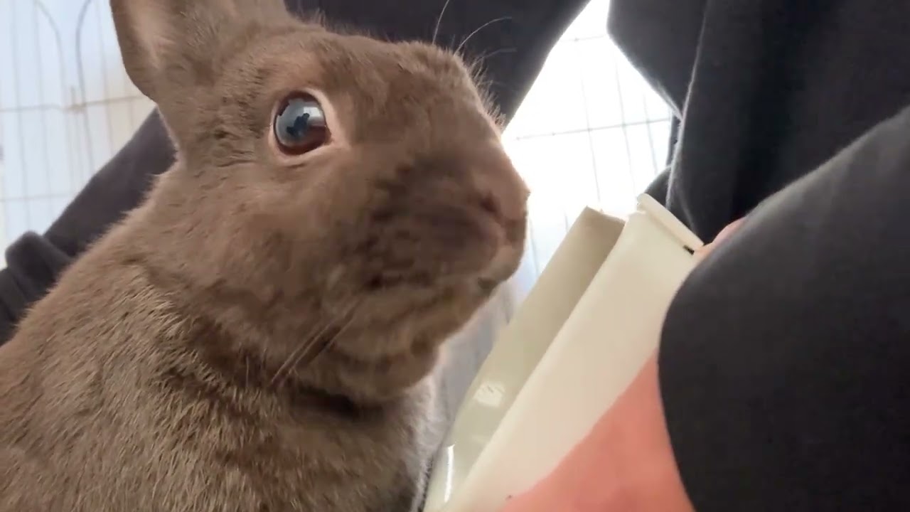 黒靴下にお尻を揉まれながら食べるバナナ🍌“2023年12月8日”