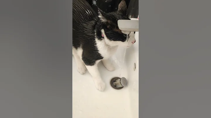 Video 5351401: cute catlover pets cats, cats pets catlover funny, pet shower