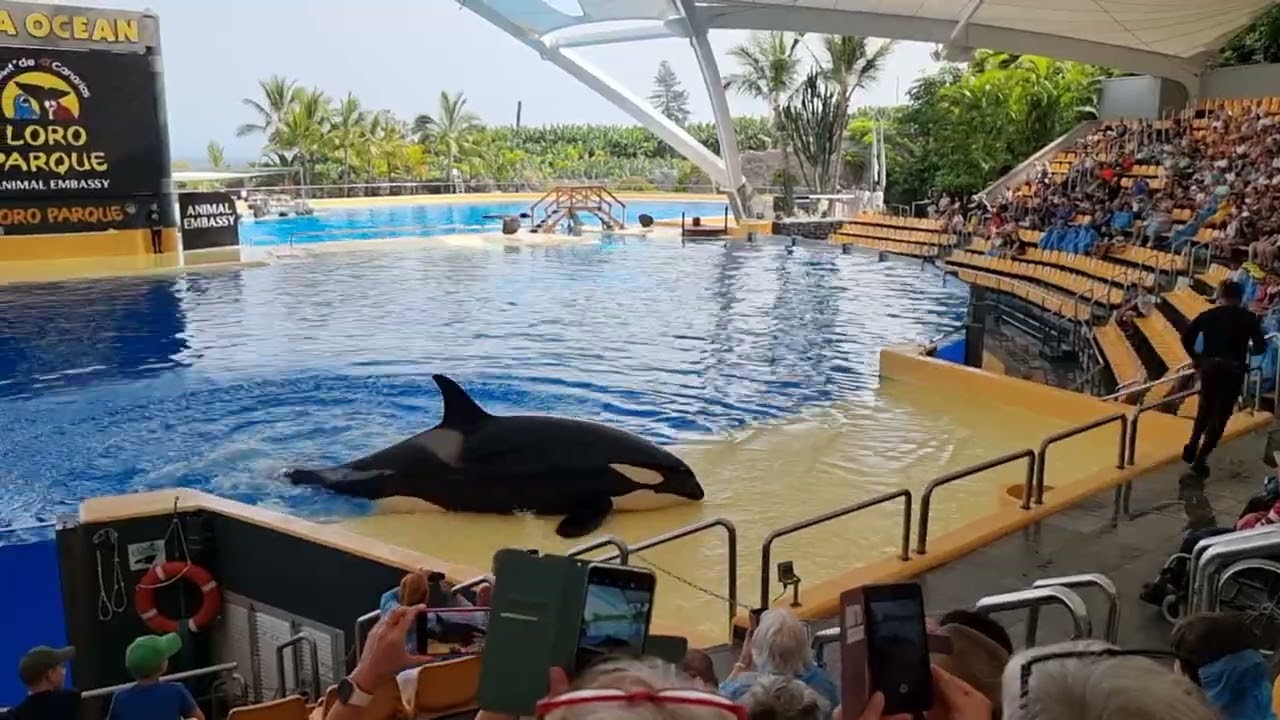 Loro Park, pokaz Orek, Teneryfa (Orca show)