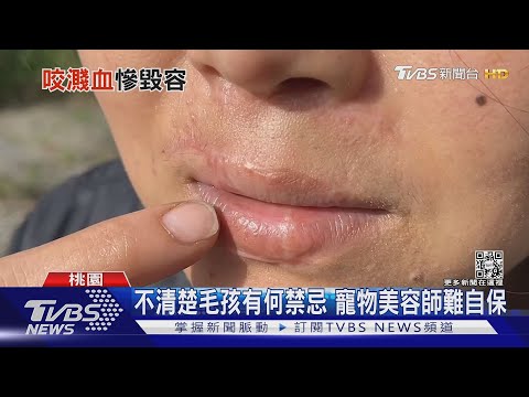 狗狗突暴走! 美容師檢查指甲 鼻.唇遭狠咬｜TVBS新聞