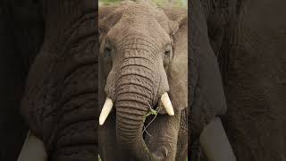 Rare Enough to Feel Special | Tanzania Wildlife Safari
