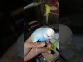 এরা দুইজন আমার কথা শুনে #nurvlogs242 #birds #parrot #talkingparot