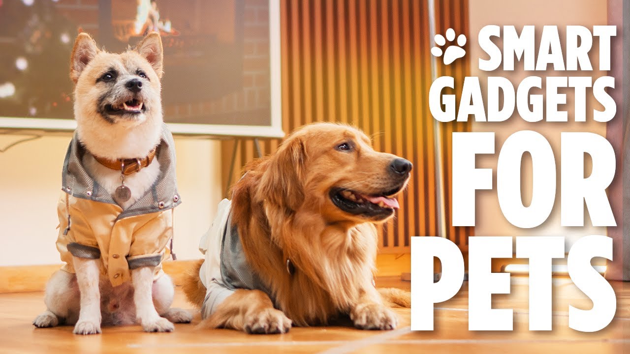 Best Smart Home Devices for Pets! | #NextUpgrade - YouTube