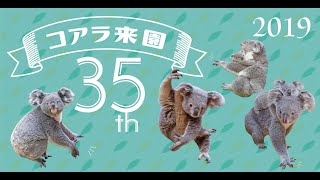 【東山動植物園公式】コアラ来園35周年記念ムービー（2019年制作）　《 コアラ 》