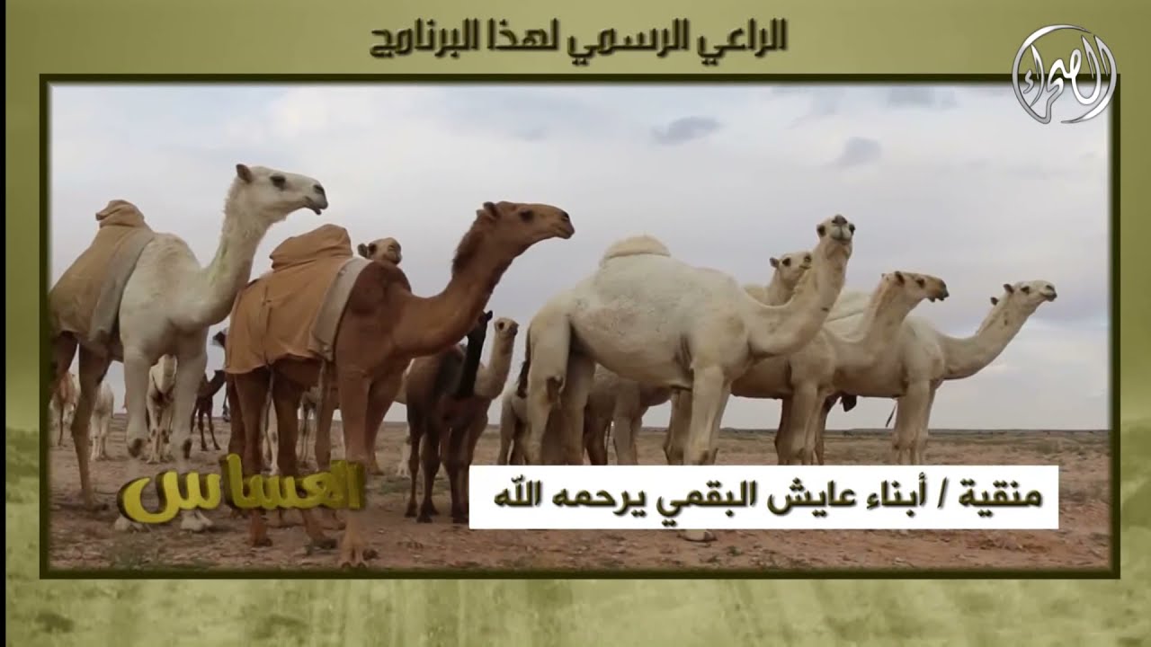 برنامج | العساس - تربة حائل – الحيانية – جو طرفا – السبعة – شمال تربة حائل | 7 / 6 / 1437 هـ