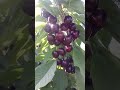 أجود أنواع الكرز أو حب الملوك المغرب