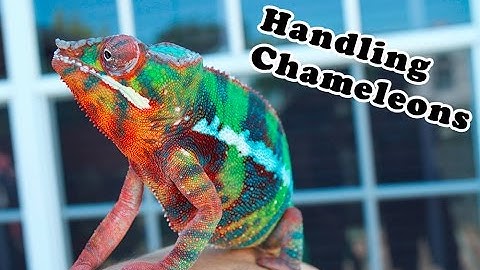 Handling Chameleons