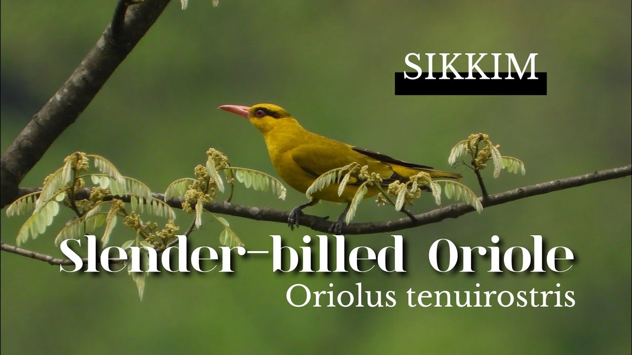 "Unbelievable! Slender-billed Oriole Spotted in Sikkim by Few Lucky Birders" 