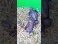 Splayed Leg Treatment | Baby Parrot is in Danger | How I Save him from Death | Plum Head Parrot