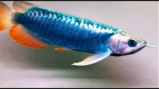 Amazing Blue Arowana Fish - One and Only Rare Arowana Fish in the World - Rare Blue Arowana Fish