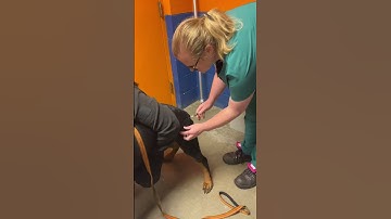 Skill 12 Canine SQ injection