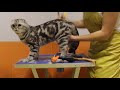 Cat combing and cleaning ears - Scottish Fold の動画、YouTube動画。