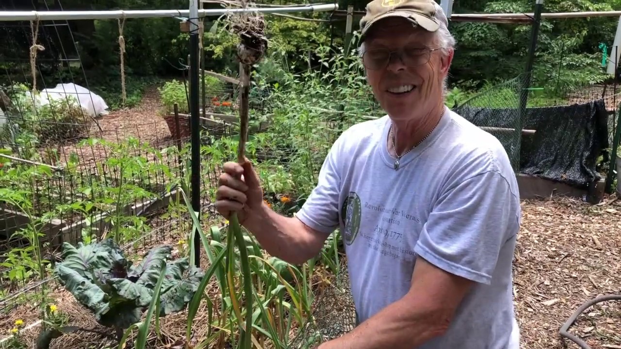 Garlic Harvesting and How To YouTube