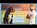 Chien de race bouvier bernois  caractre dressage comportement sant de ce chien de race