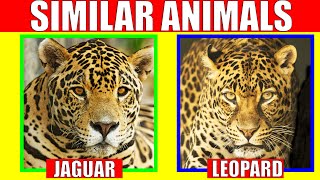 Animals That Look Alike | Similar Animals  Learn The Difference