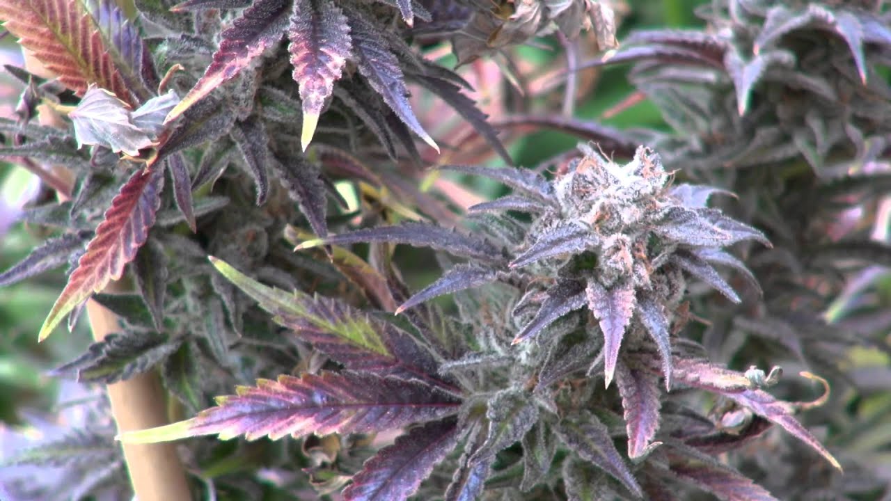 RiverRock GreenHouse 2015