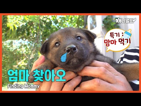 주민들의 인기견서타☆ 8꼬물이올시다ㅣThe Local Pupfluencer☆ Here Comes 8 Munchkins