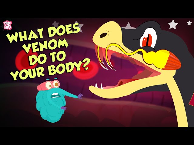 What Does Snake's Venom Do To Your Body?  | Snake Venom Effects | Dr Binocs Show | Peekaboo Kidz class=