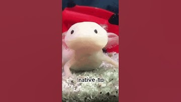 The Regenerating Salamander !