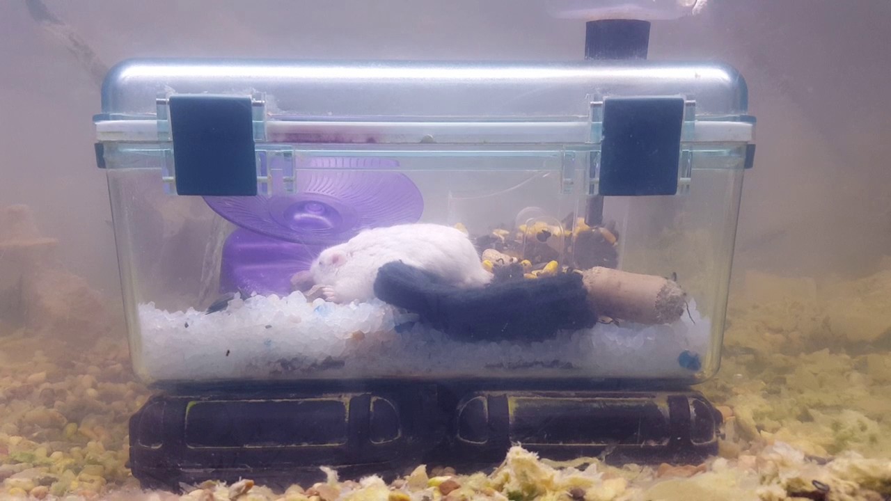 underwater hamster cage