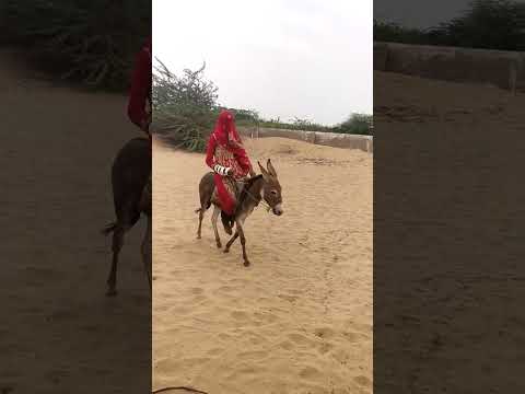 الحمار مع الأنثى أفضل مشهد