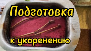 С чего начинать проращивание черенков винограда? Обеззараживание. Вымачивание / Укоренение черенков