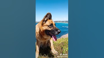 💚🤣 tiktok rex_n_phoenix - say hi to Rex 👋  (Click Subscribe)