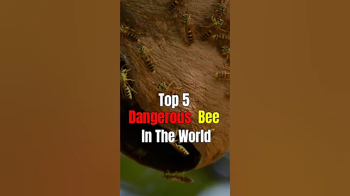 #DeadlyBuzz 🐝☠️ The Top 5 Most Dangerous Bees in the World!