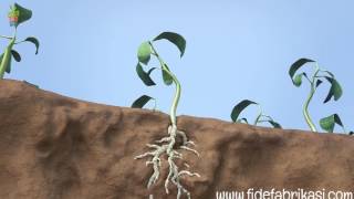 Nematod Bitkiye Nasıl Bulaşır