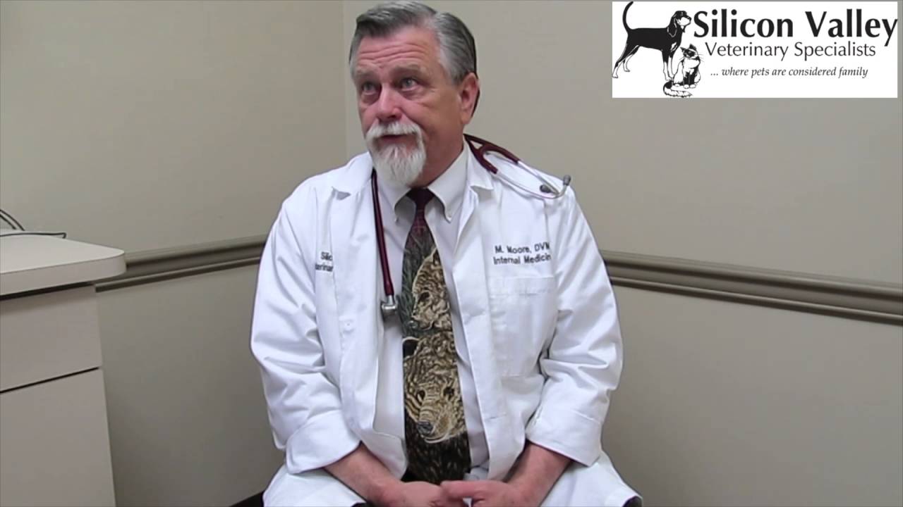 Business Profile Silicon Valley Veterinary Specialists