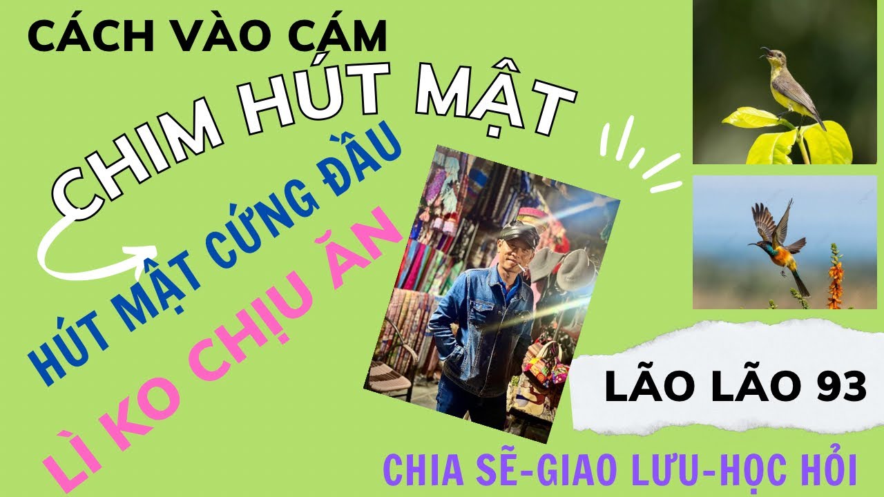 Chim hút mật||cách vào cám hút mật lì,cứng đầu kết hợp thuần chim#birds #hutmat5mau #birdslover #pet