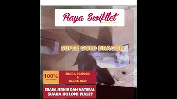 Suara Panggil Walet Super by Raya Swiftlet ( Super Gold Dragon )