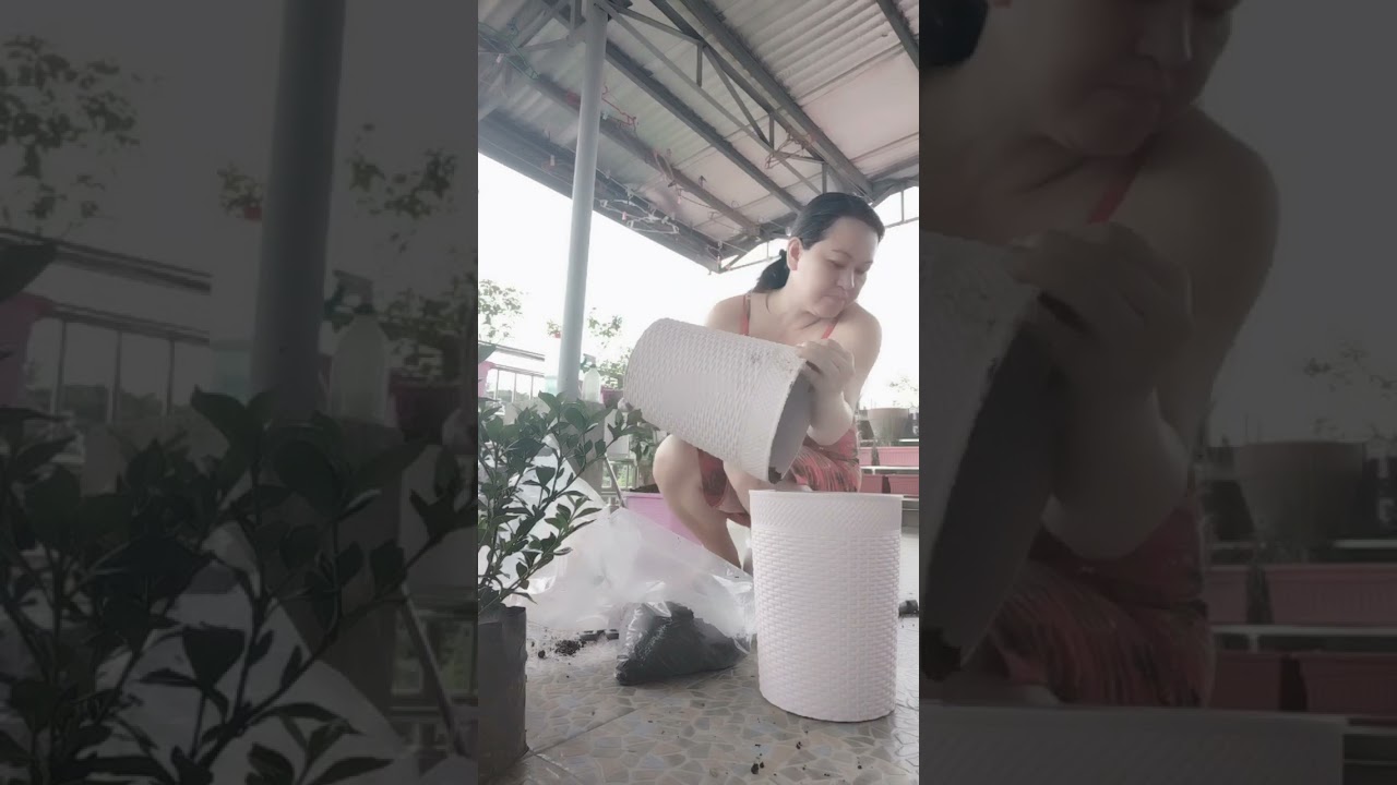 TRANSPLANTING OF ROSES