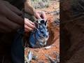 Bilby POV: What’s Hiding Under the Desert?! 😳🐾